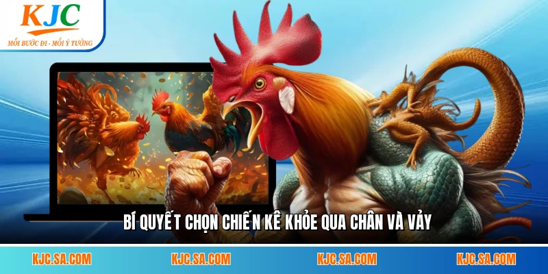 Bí quyết chọn chiến kê khỏe qua chân và vảy